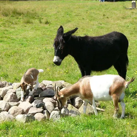 Jan's Zeese-delfin-seehund * Neuendorf (Saal)