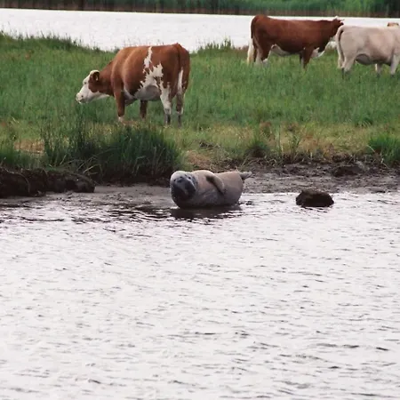 Jan's Zeese-delfin-seehund شقة